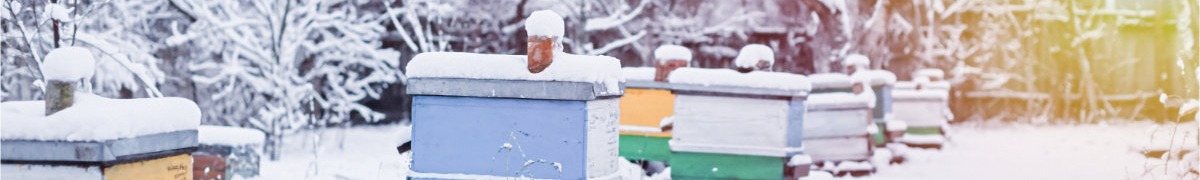 Zima w Pasiece