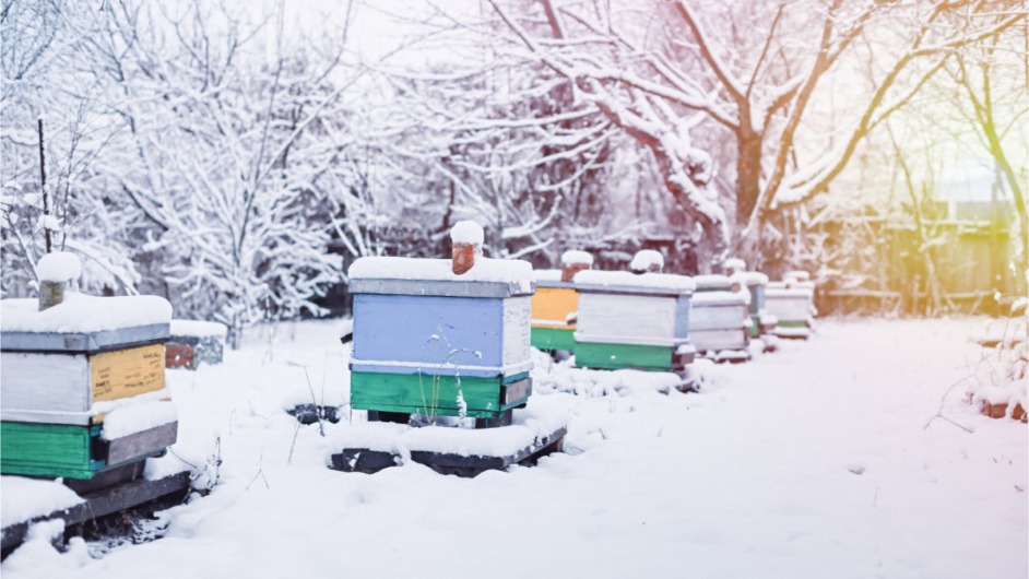 Zima w Pasiece