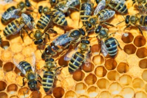 królowa pszczół
